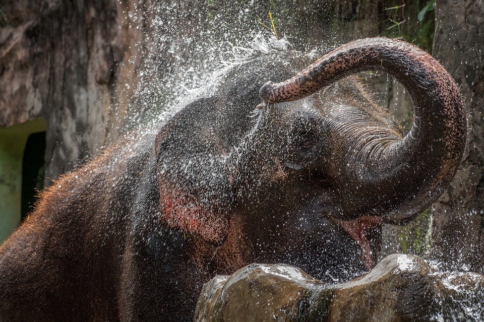 elephant bathing